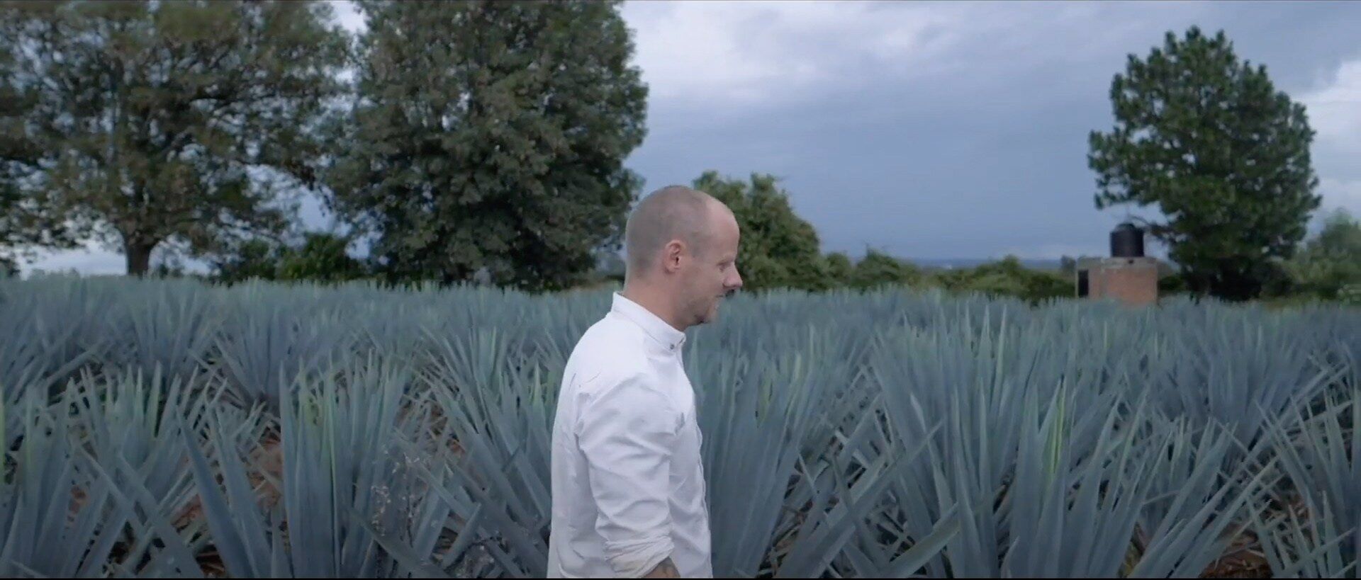 Björn Kjellberg in a blue agave field, Tequila, Mezcal, Mexico
