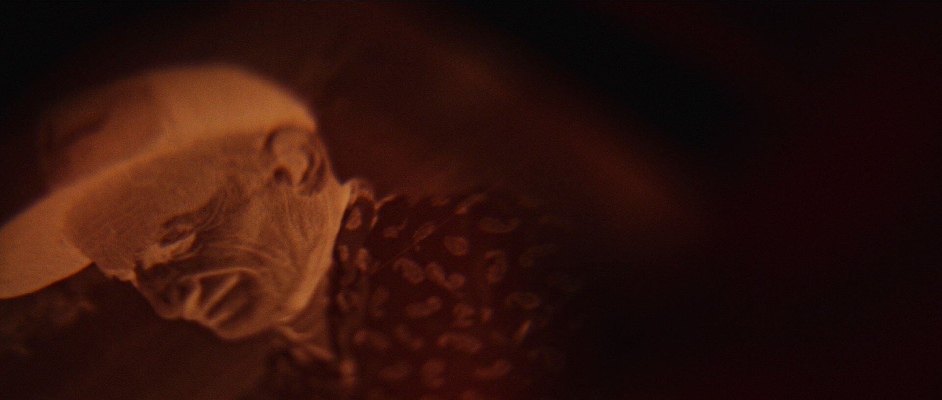 A photograph developing in the darkroom tray, Under the Red Light